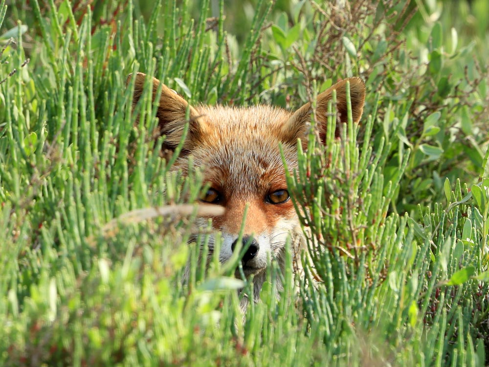 Renard roux © Aurélien Audevard