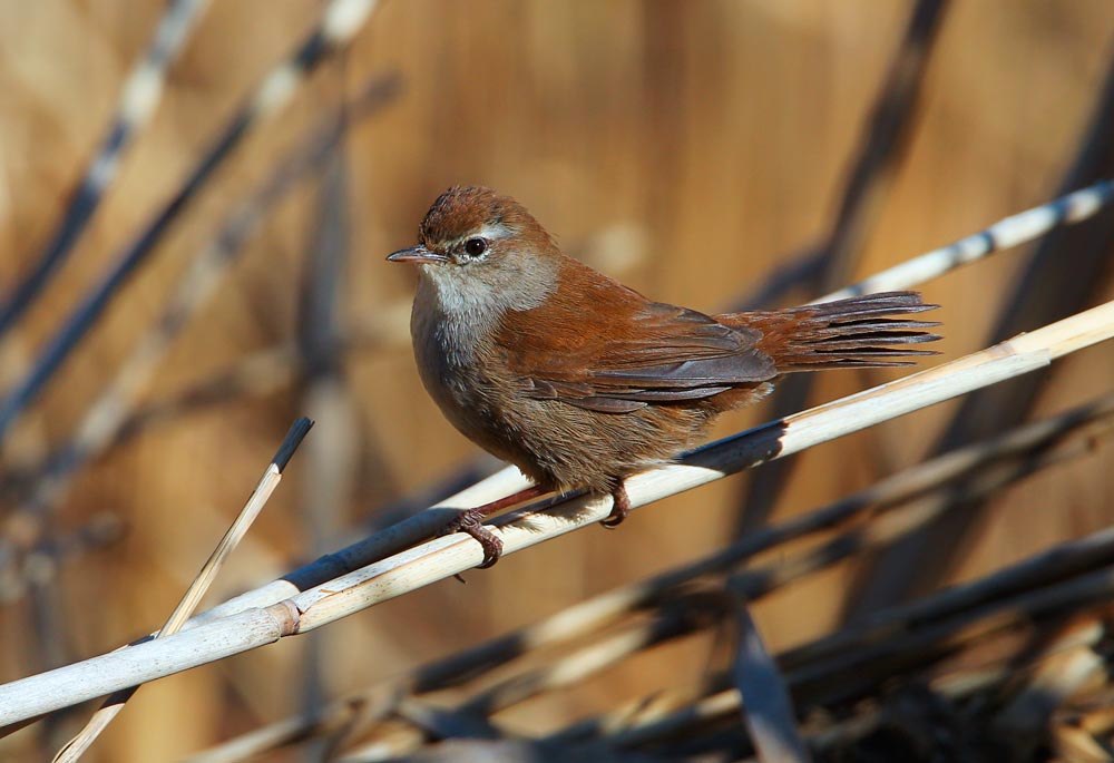 Bouscarle de cetti © Aurélien Audevard