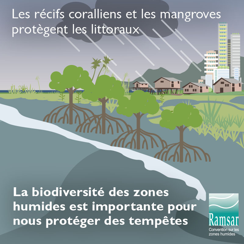 Les récifs coralliens et les mangroves protègent les littoraux