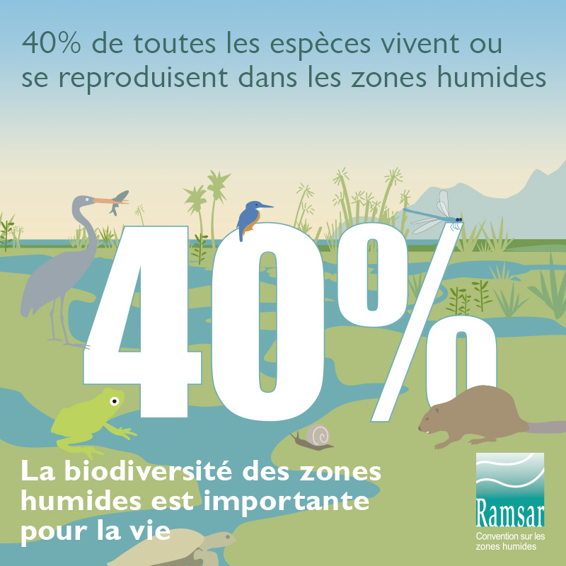 40% de toutes les espèces vivent ou se reproduisent dans les zones humides