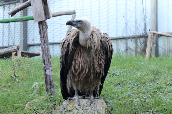 Le jeune vautour fauve a très vite pris ses marques en volière © Marine Steinmann