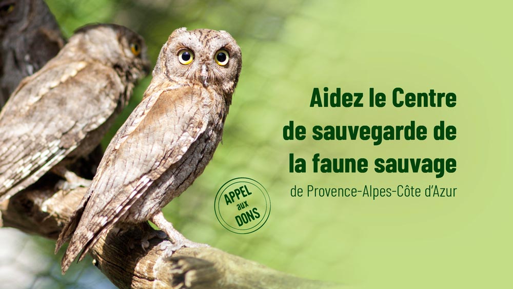 Aidez le Centre régional de sauvegarde  de la faune sauvage de Provence‑Alpes‑Côte d’Azur