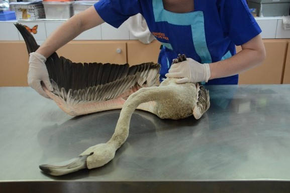 flamant rose.juv2 trossero marie