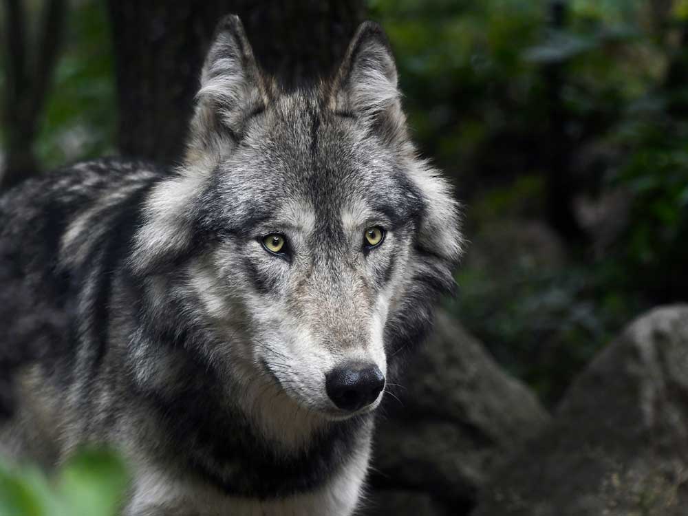 Loup gris © Christels