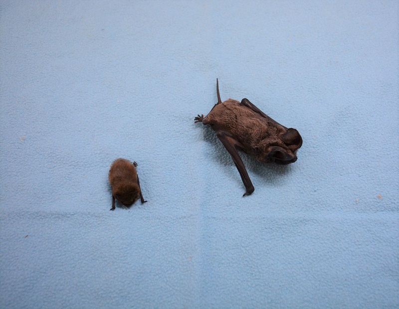 Pipistrelle commune à gauche VS Molosse de Cestoni à droite @ Marie Trossero