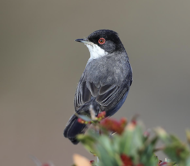 Fauvette mélanocéphale © Aurélien Audevard