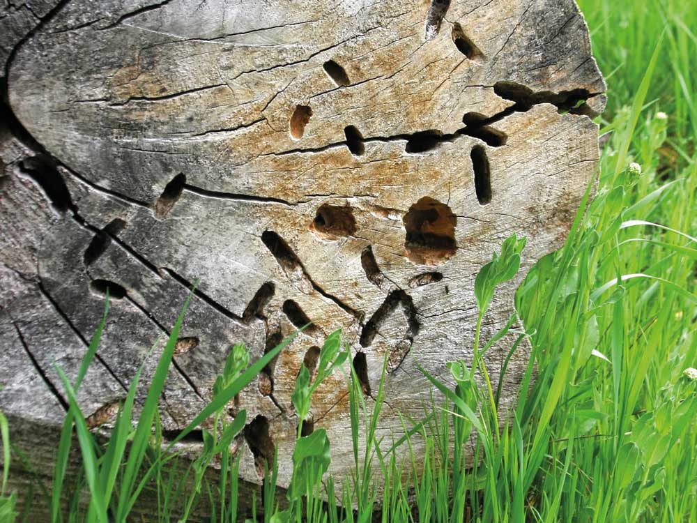 Bois mort habité par des insectes xylophages © Jacques Lecerf
