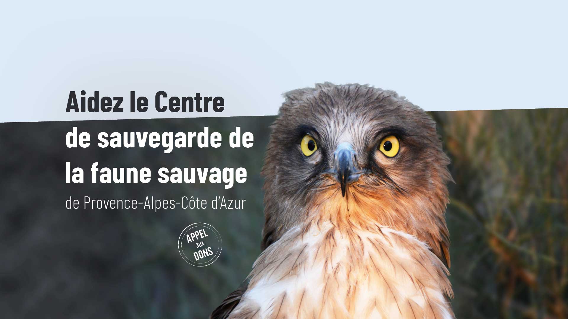 Appel aux dons : Aidez le Centre de sauvegarde de la faune sauvage de Provence-Alpes-Côte d'Azur