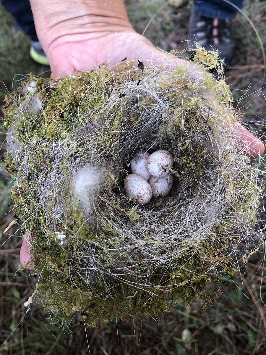 Un nid avec des coquilles d'oeufs
