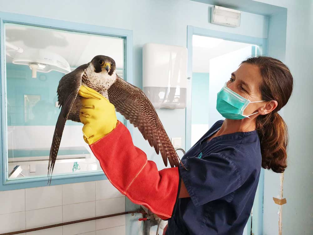 Mathilde Prévot, vétérinaire prodiguant des soins à un Faucon pèlerin © Univet Nature