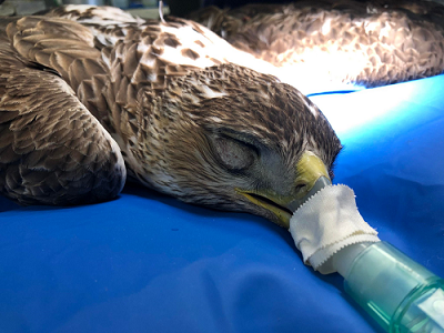 Aigle sous anesthésie durant l'opération ©Loriane Aubinais