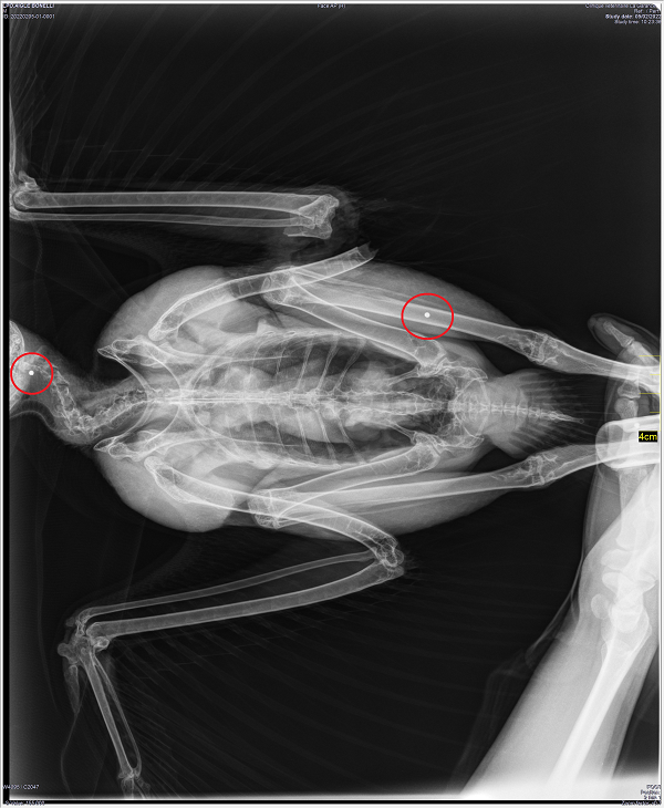 Radiographie de l'Aigle avec la mise en évidence de 2 plombs ©Clinique Vétérinaire La Garance