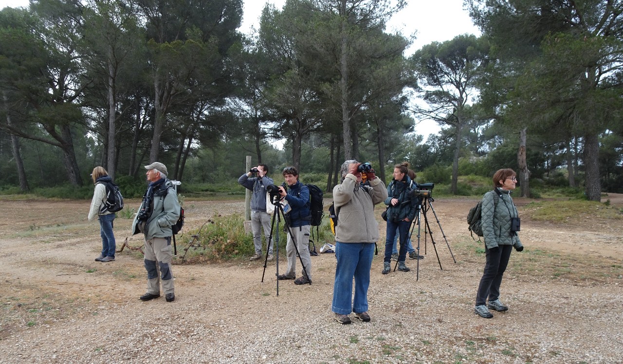 Observation des oiseaux de la Pinède ©Marine Mussard