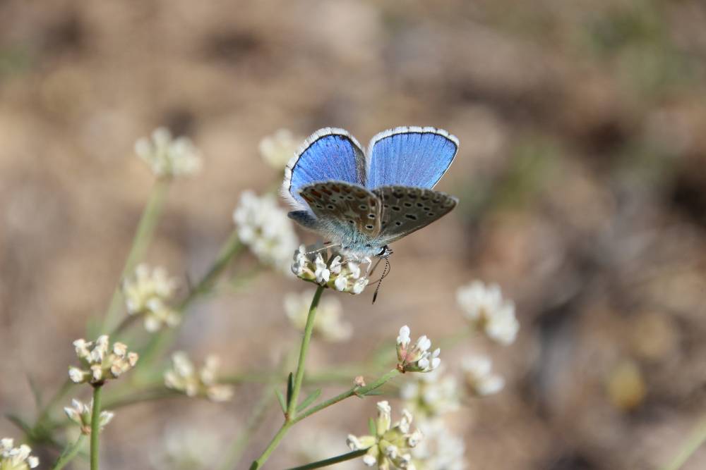 smerv report azure bleu celeste lysandra bellargus ©Marion Fouchard