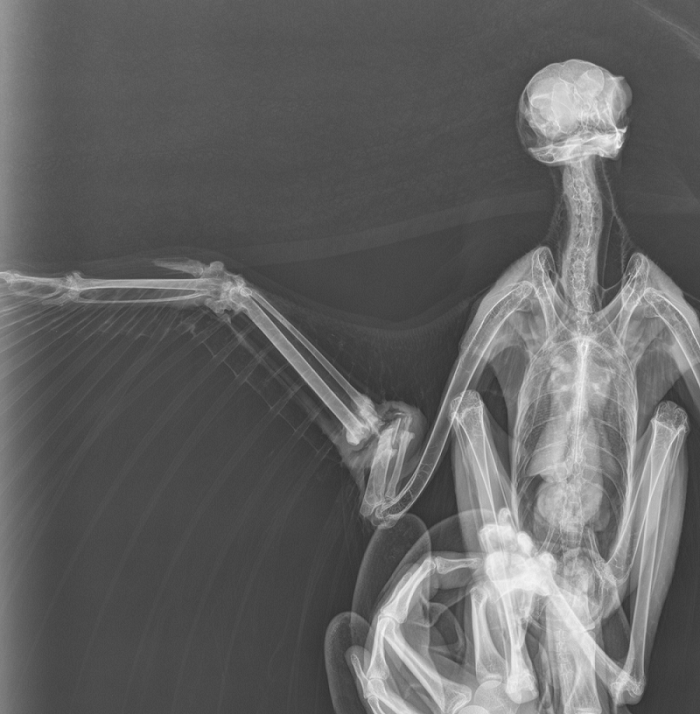 Radiographie du Busard du roseaux avant opération © Clinique vétérinaire La Garance
