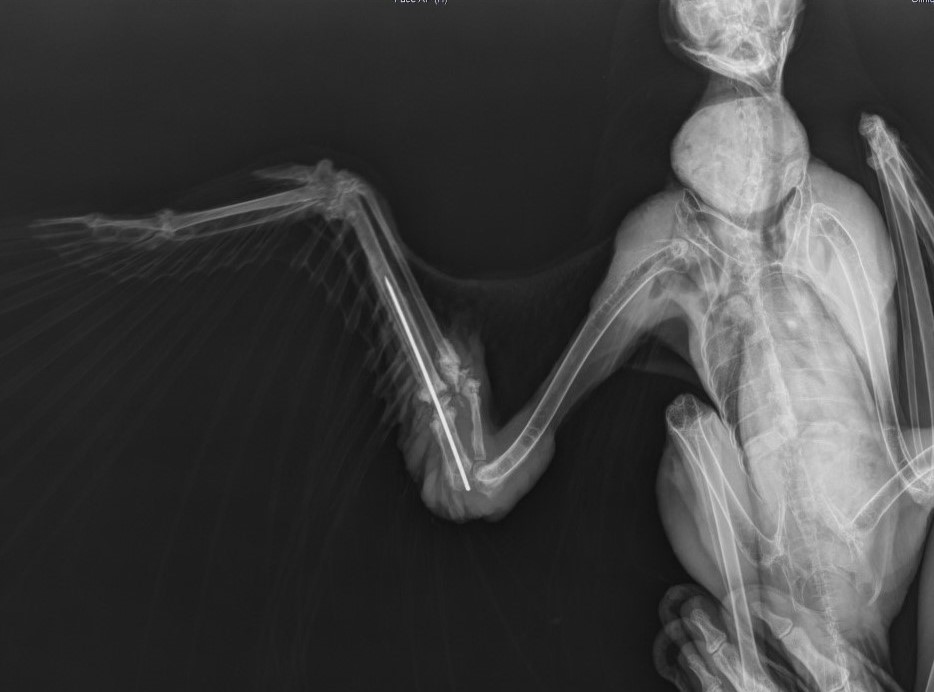 Radiographie du Busard des roseaux après opération © Clinique vétérinaire La Garance