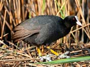 Foulque macroule © Aurélien Audevard