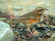 Grive mauvis © Aurélien Audevard