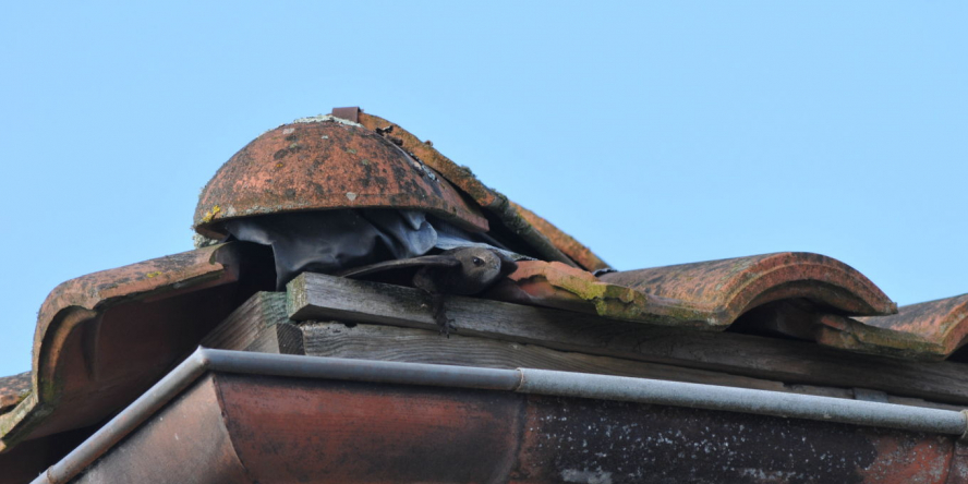 Les martinets nichent sous les toits -© Pierre Rigou