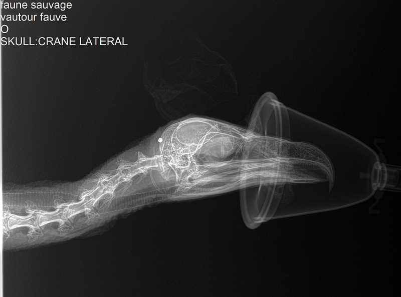 Radiographie de la tête du Vautour fauve © Clinique vétérinaire Lingostière