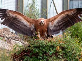 Victime d’un tir illégal, un Vautour fauve retrouve la liberté dans les Gorges du Verdon