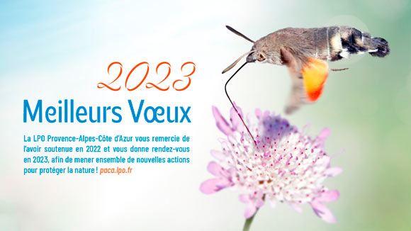 Morosphinx © André SIMON