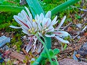 Ail petit Moly © Aurélien AUDEVARD