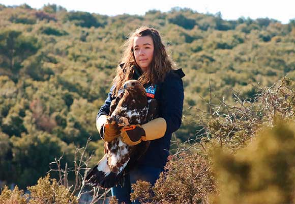 Remise en liberté de l'Aigle royal © Anaïs Thomas