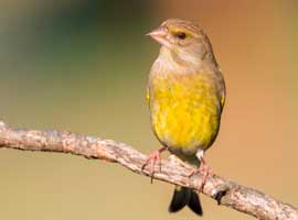 Verdier d'Europe © Titouan Roguet