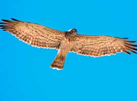 Circaète Jean-le-Blanc © Martin Steenhaut