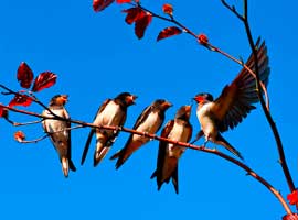 Hirondelles rustiques © Mabel Amber (domaine public)