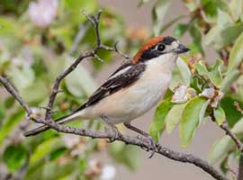 Pie-grièche à tête rousse © Jean-Michel Bompar
