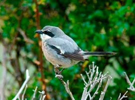 Pie-grièche méridionale © Bertrand Eliotout