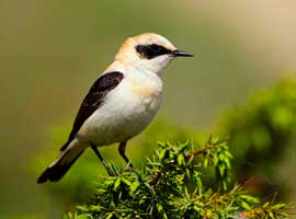 Traquet oreillard © Aurélien Audevard