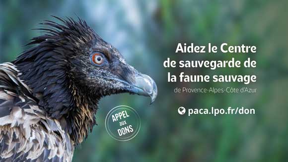 Gypaète barbu © Emeline PUJOLAS