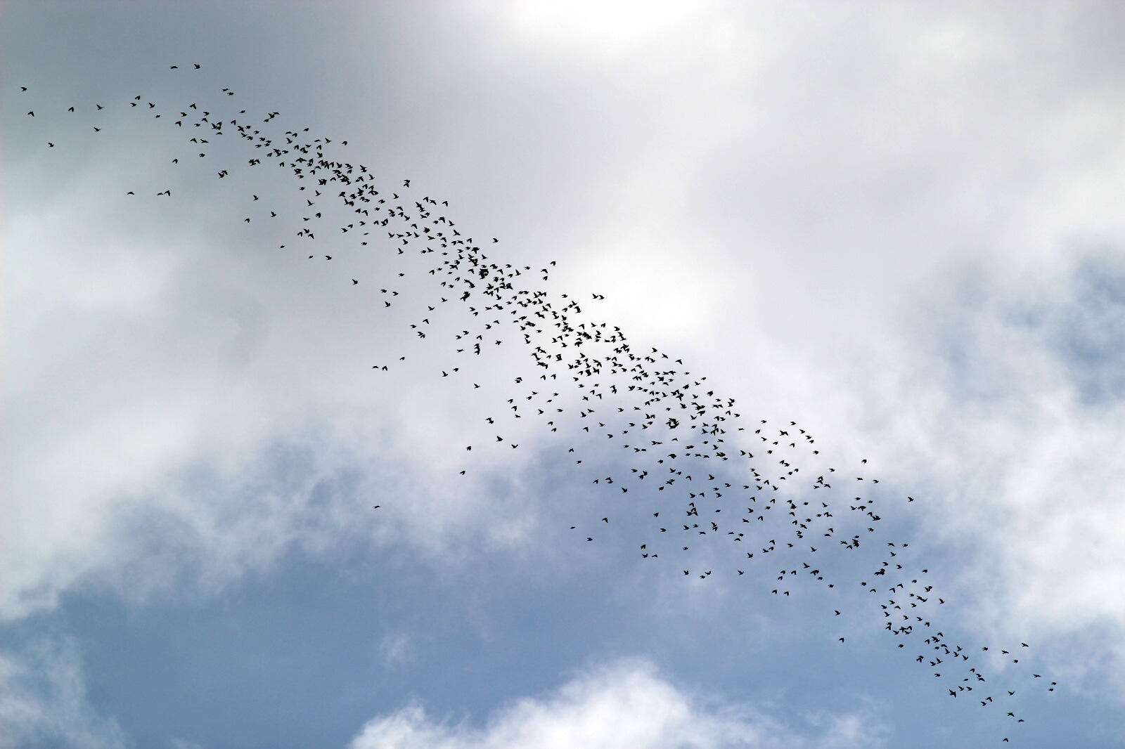 pigeons ramiers 1143 ca 1600