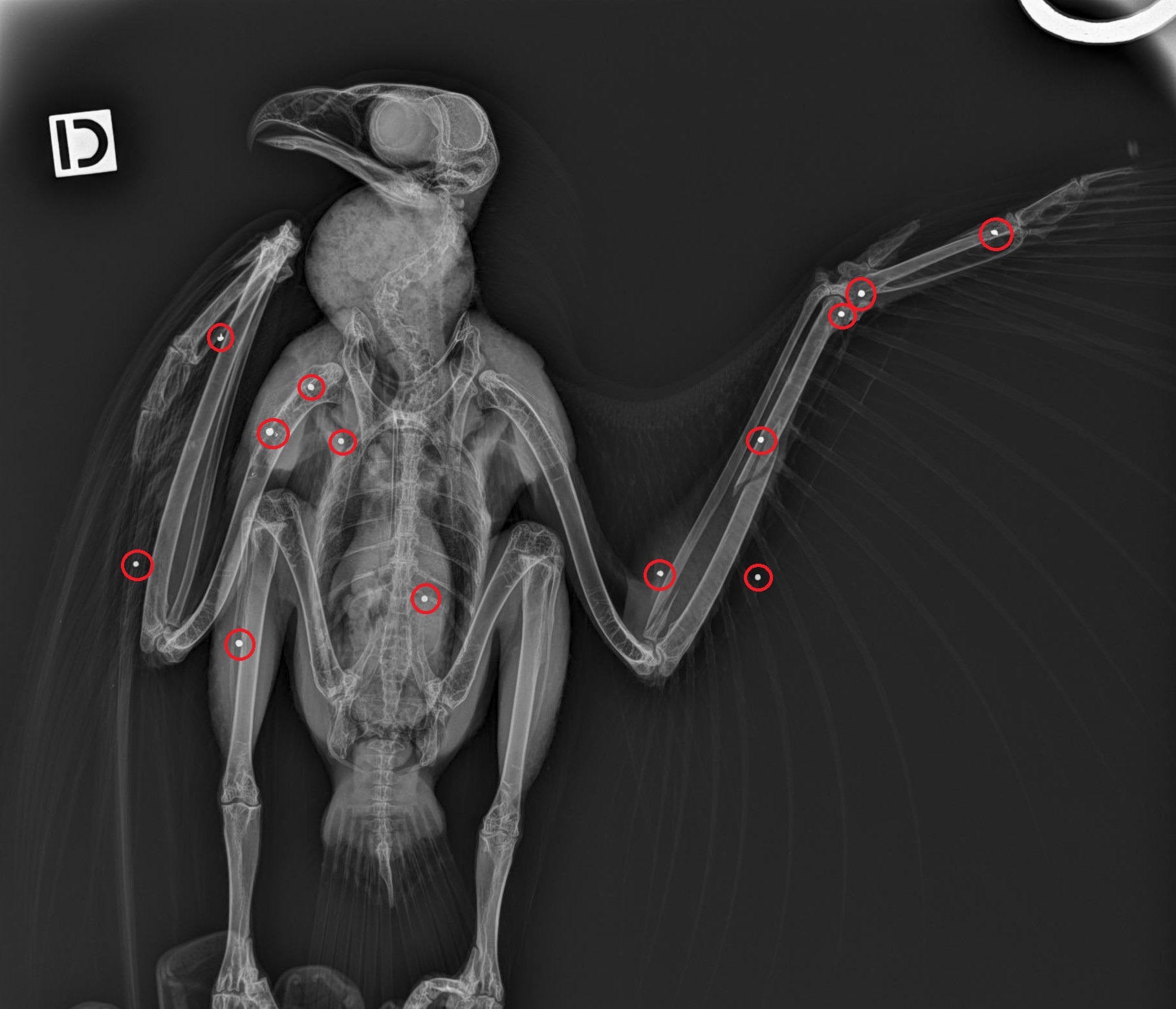 Radiographie de l'Aigle botté décelant la présence des plombs ©Clinique vétérinaire Les Oliviers