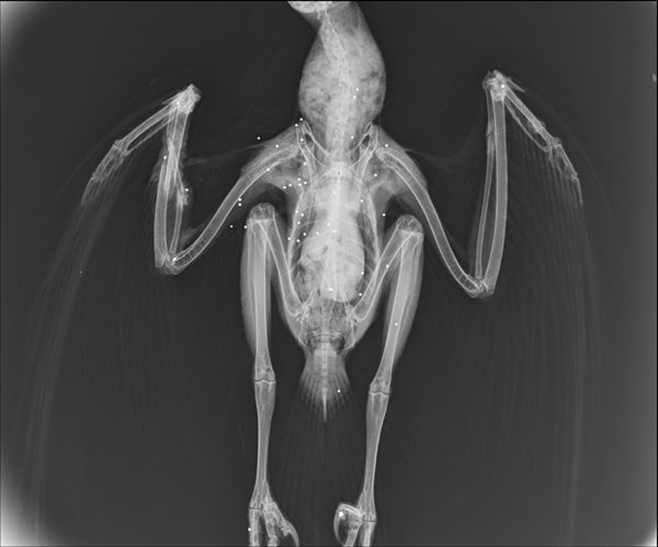 Radiographie d'une Buse variable braconnée ©Clinique vétérinaire Les Oliviers