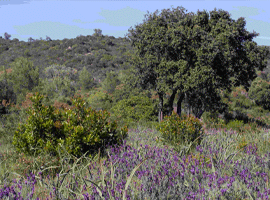 L’Observatoire des Saisons de Provence : changement climatique et biodiversité