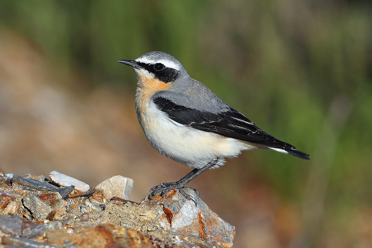 Traquet motteux © Aurélien Audevard