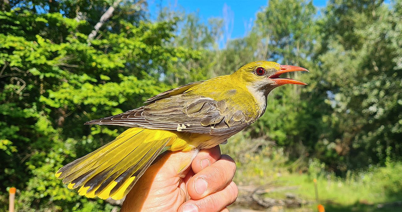 Loriot d'Europe © Aurélien Audevard