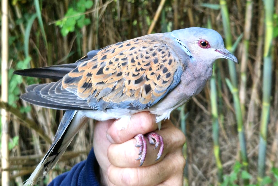 Tourterelle des bois © Savine Mermilliod