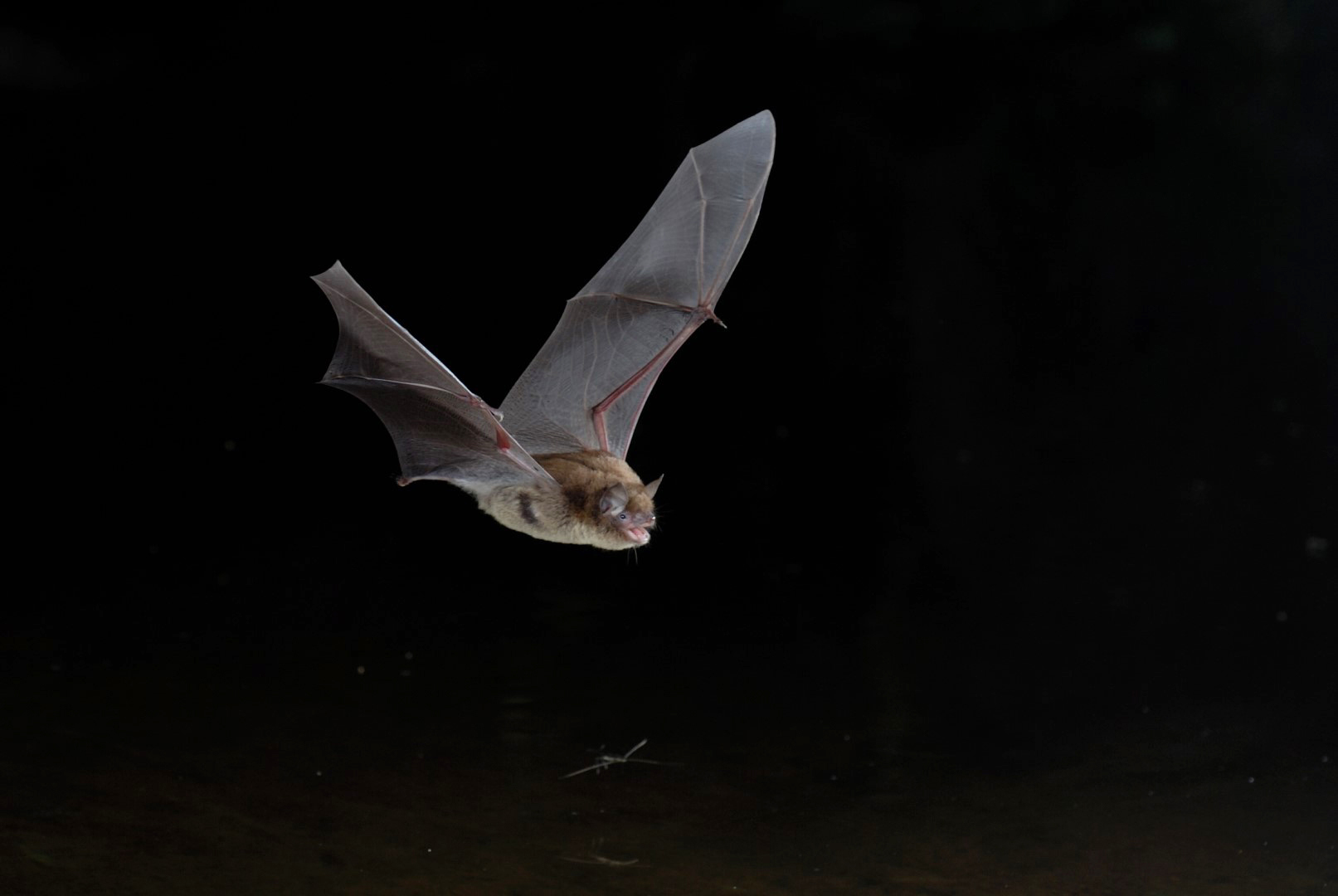 ch 1950 ah myotis daubentoni jmbompar resolution de lecran