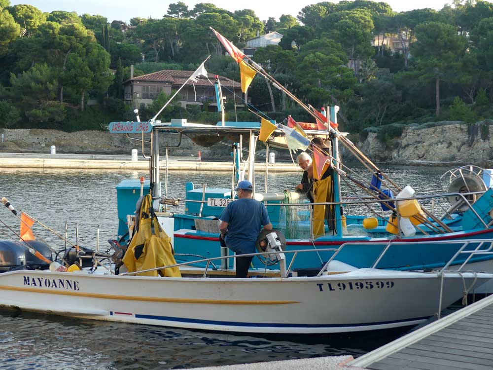 life panpuffinus 21 et 22 octobre 2024 hyeres lpo paca julie schubas