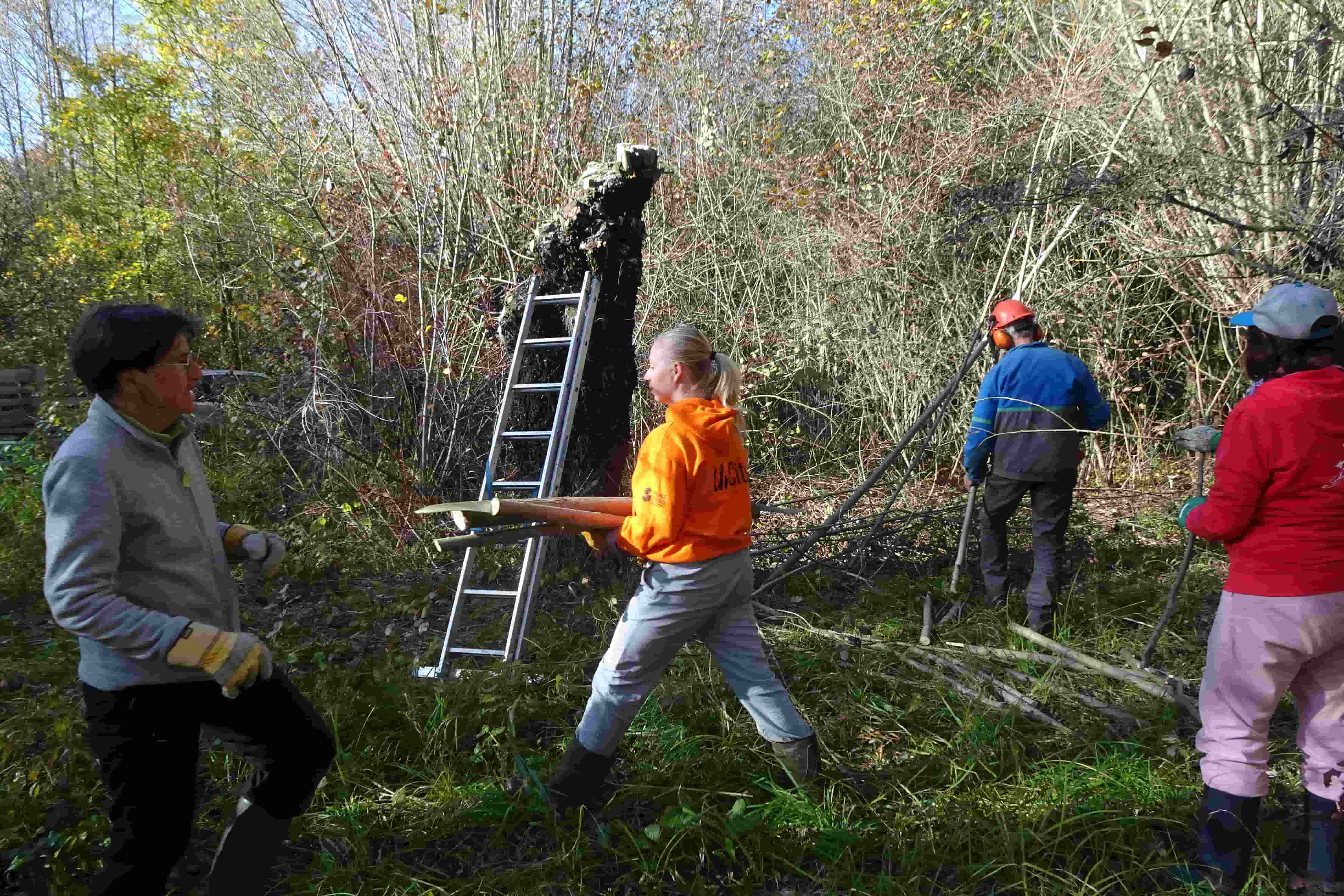 Entretien des arbres © Eliane DUPLAND