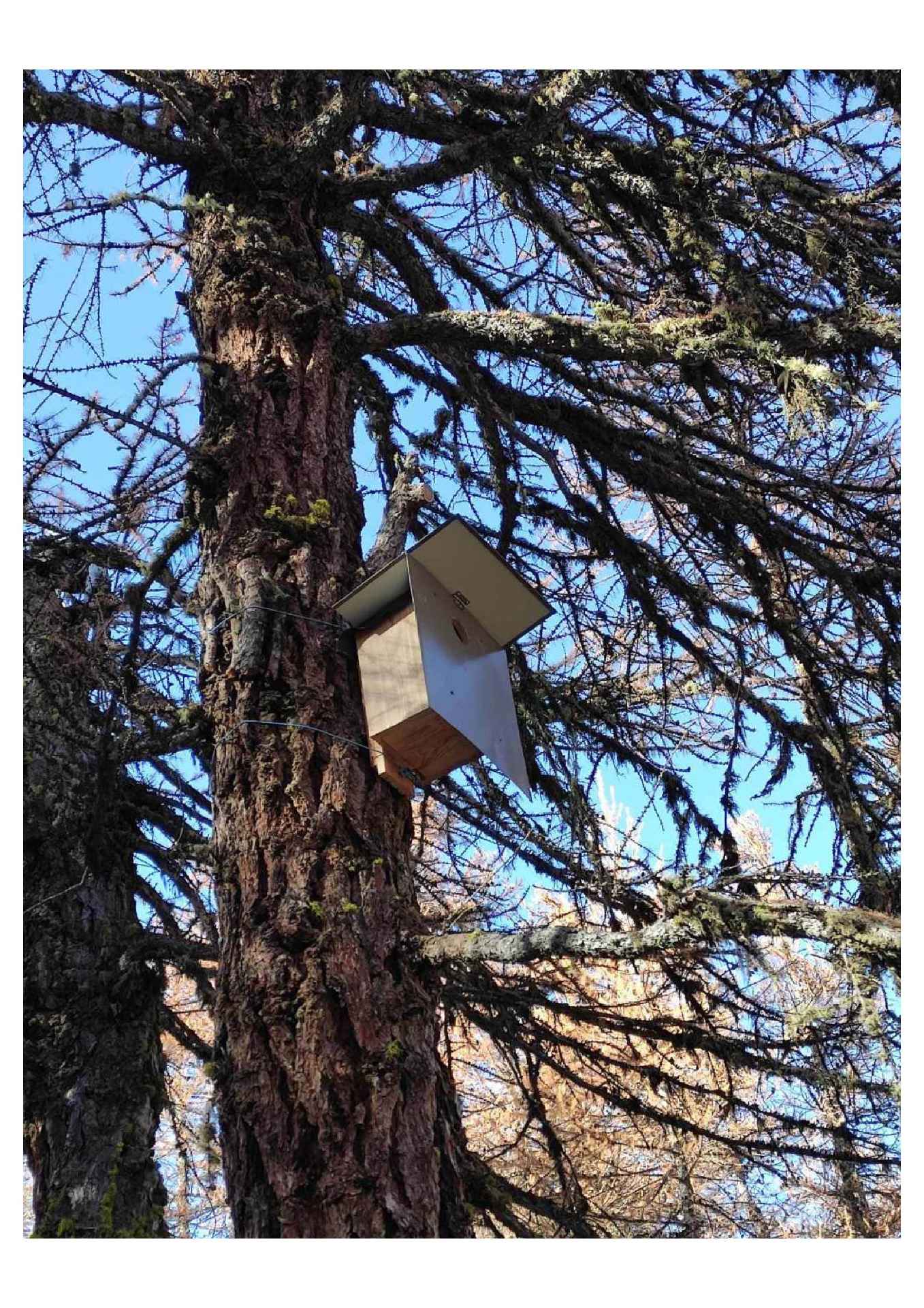 Nichoir tengmalm © F.Javelle