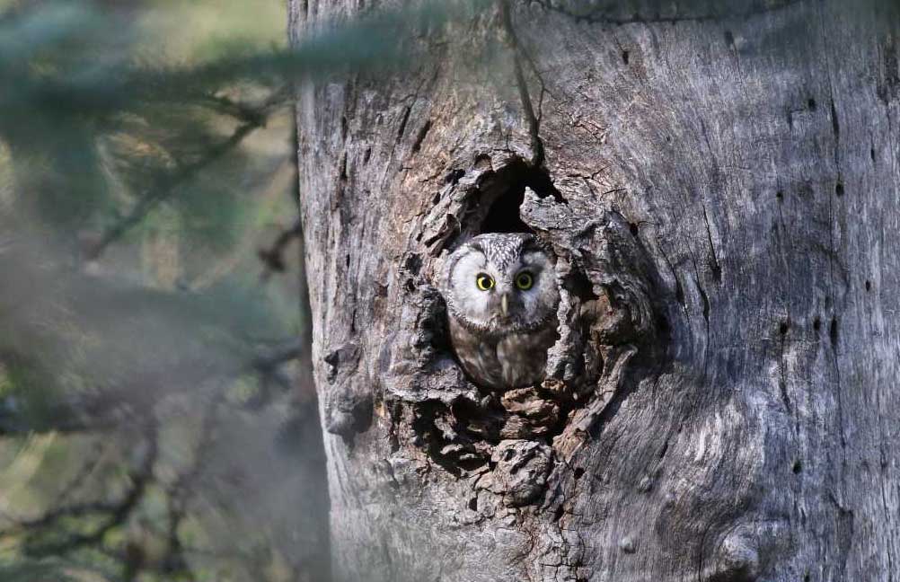 Chouette de Tengmalm - E.ducos