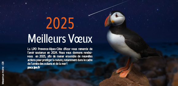 Macareux Moine - DR - Meilleurs voeux 