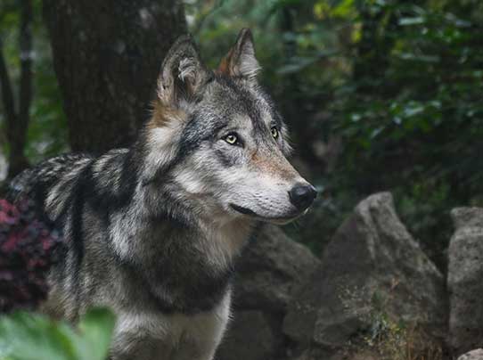 L’Etat continue de s’acharner sur les loups