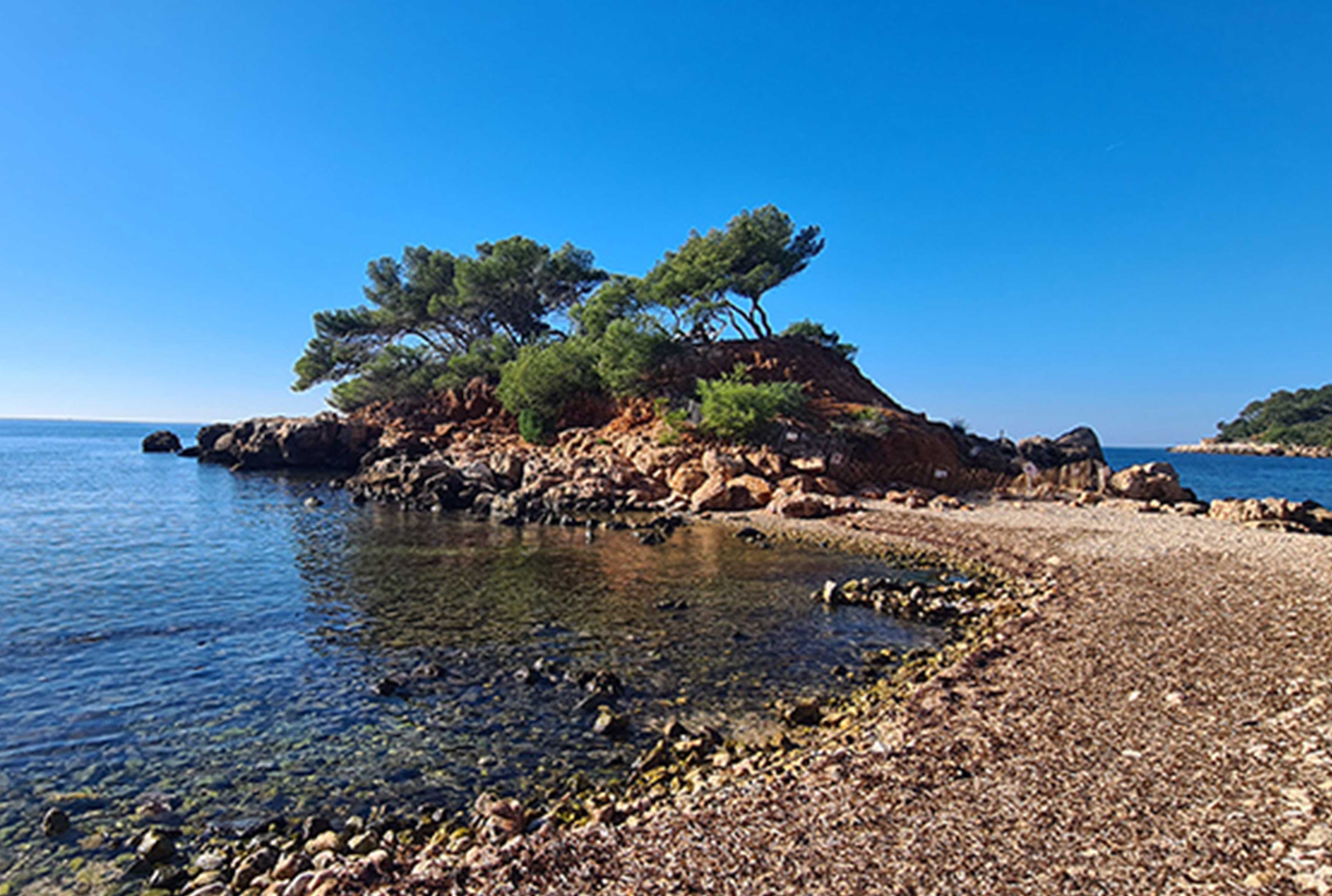 Préservation du littoral de Bandol : le Grillon maritime, bilan 2024